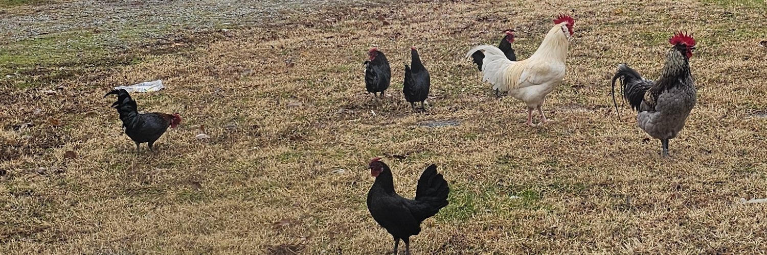 Penny (JC) 𝕏 🇺🇸 banner