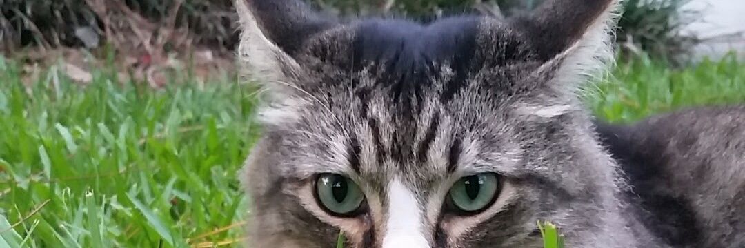HelpLeslie's profile banner image