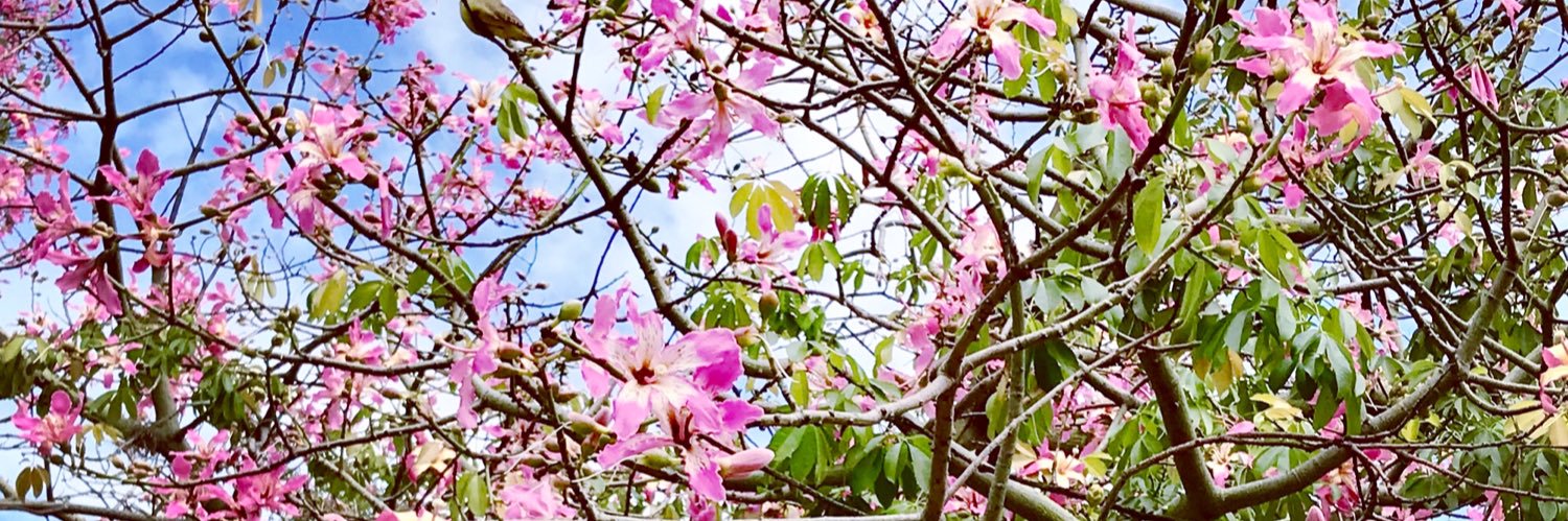LauraPregliasco's profile banner image