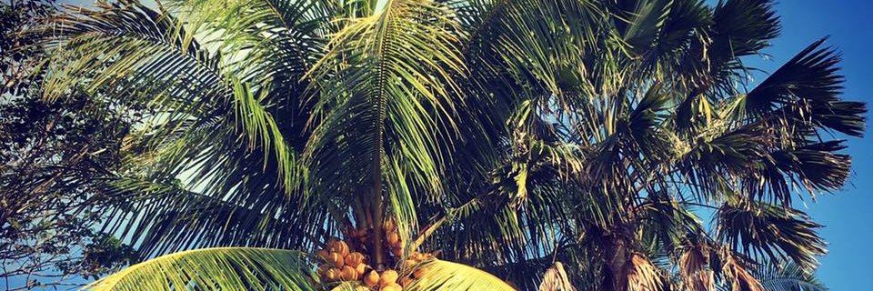 Lara Jane Green banner