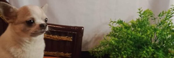 supermarkcute Profile Banner