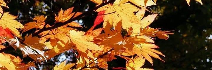 2006argo's profile banner image