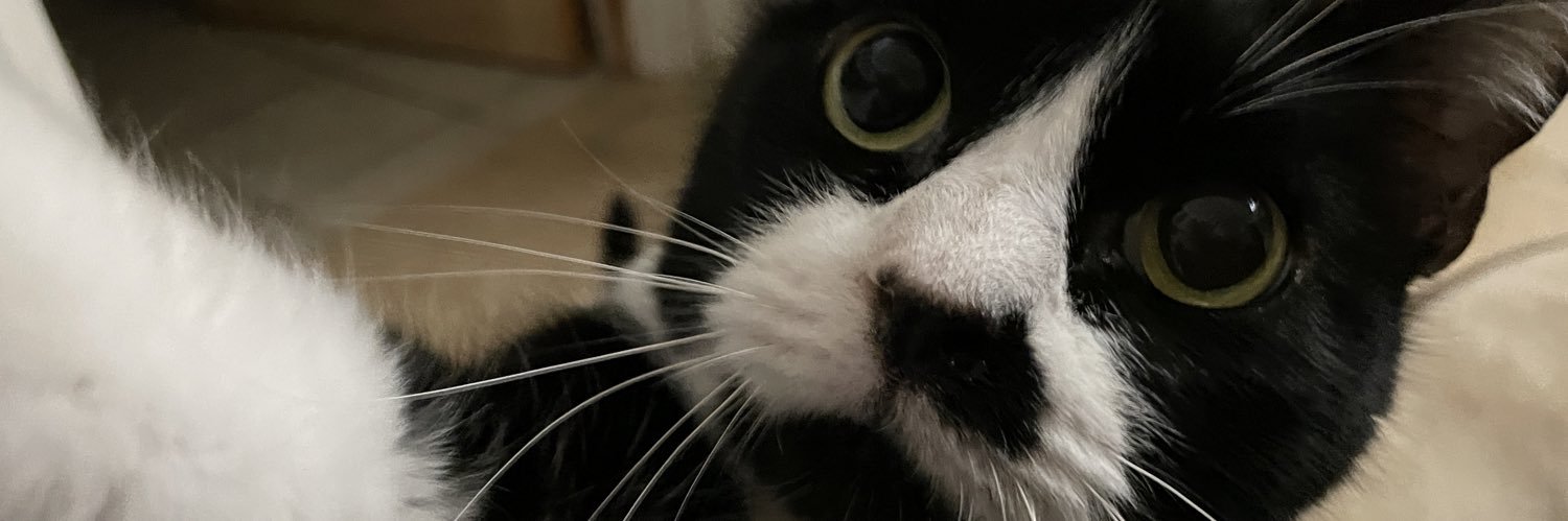 KatDog banner