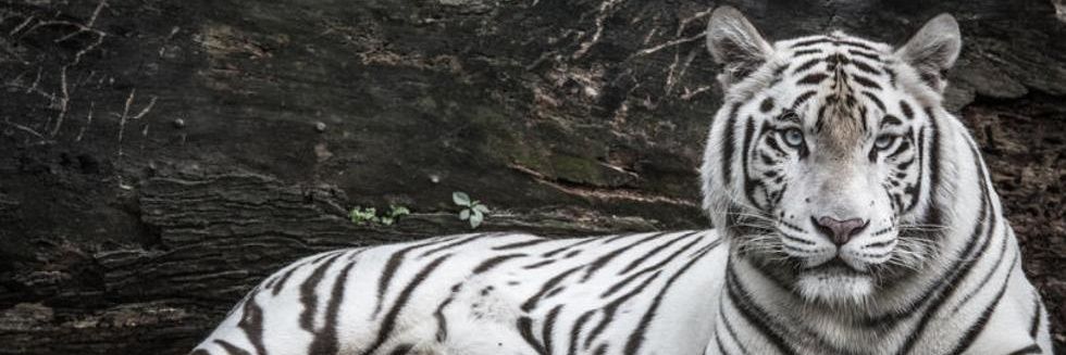 Alexnc10's profile banner image