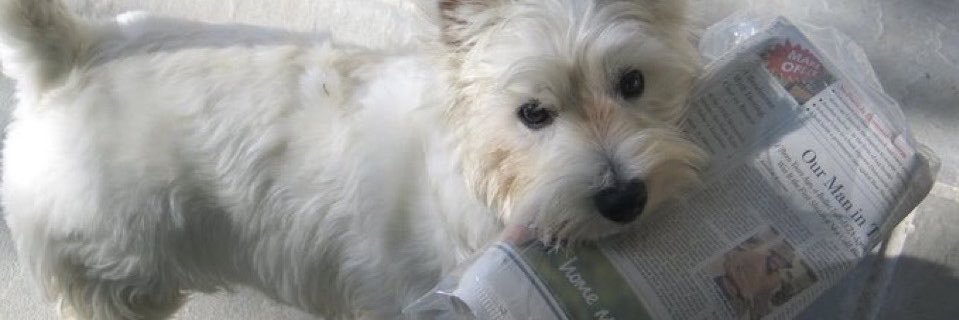 daamsorie's profile banner image