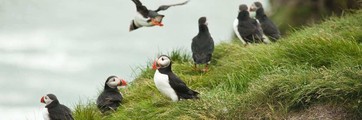 IcelandMyWay's profile banner image
