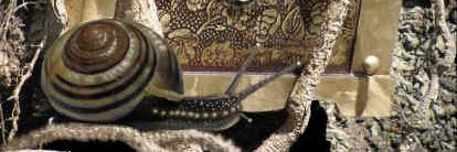 Cathleen MacDonald banner