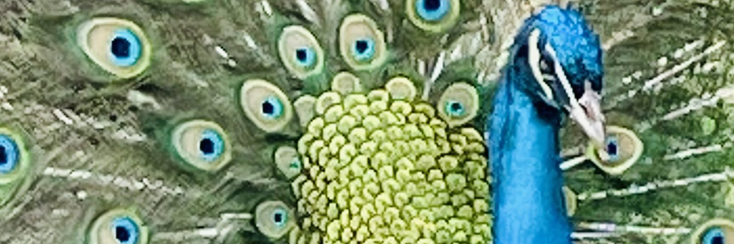 lovedaisymom's profile banner image