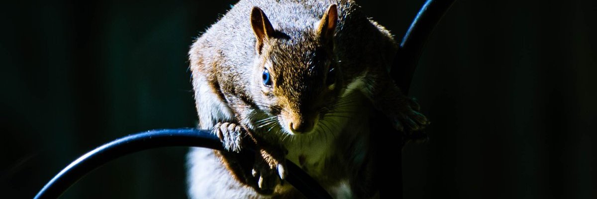 @DPoem.bsky.social banner