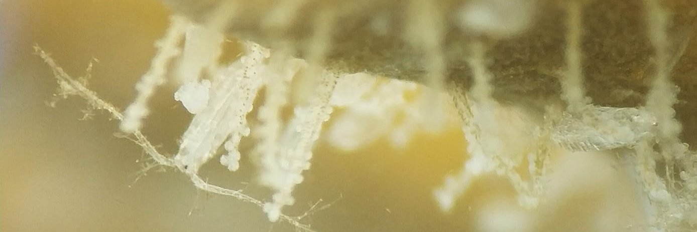 Jessica Bleuel banner