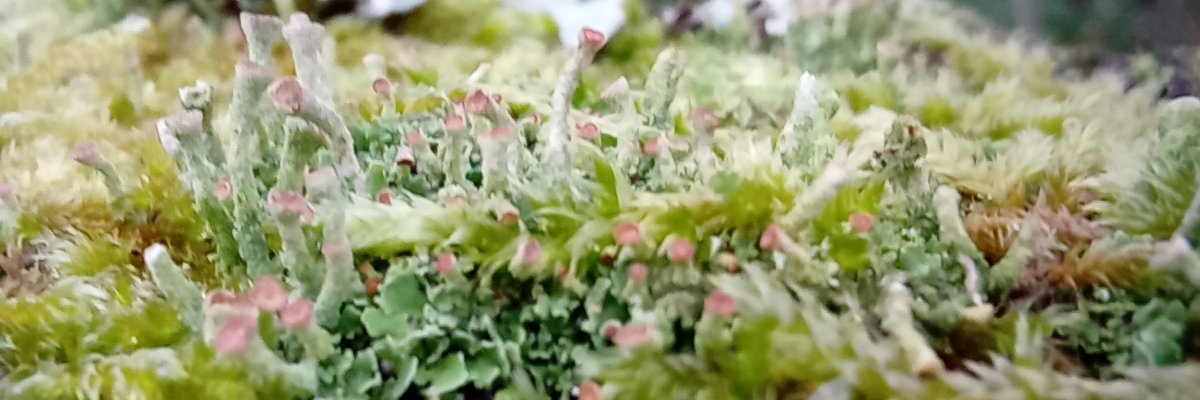 Ingoflam's profile banner image