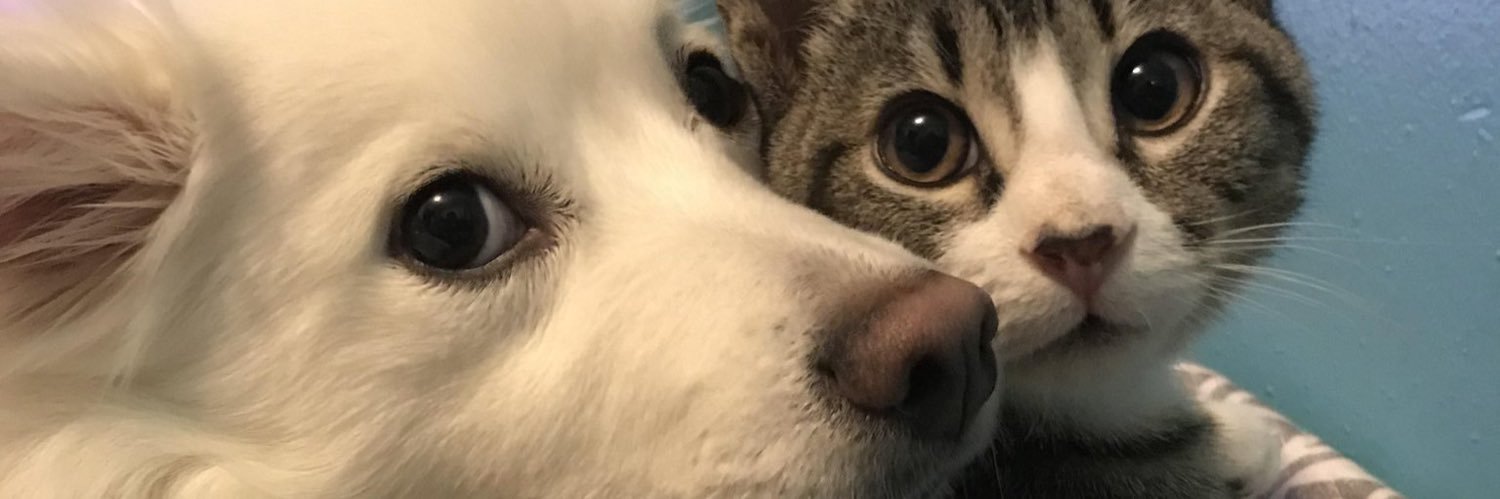 sinflouwers's profile banner image