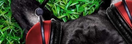 ayok's profile banner image