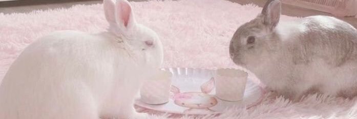 dullimicthingz's profile banner image