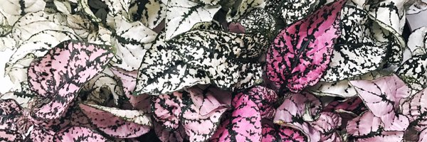 charlottemurray Profile Banner