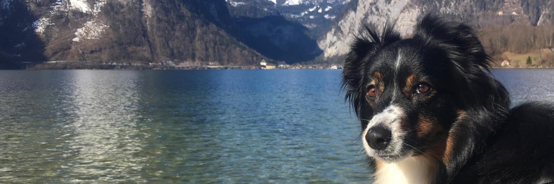 Dr. Candace Williams banner