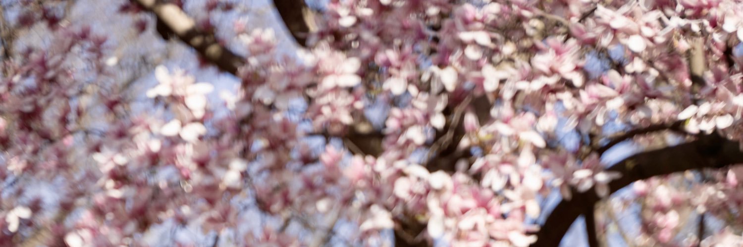 αrielle. ♡ banner