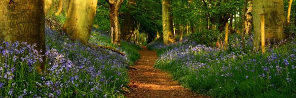 rosewing Profile Banner