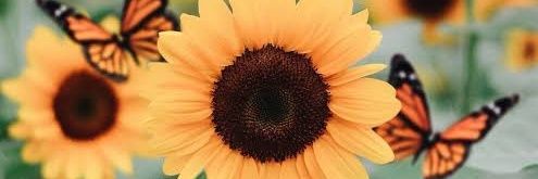 agnespaula's profile banner image