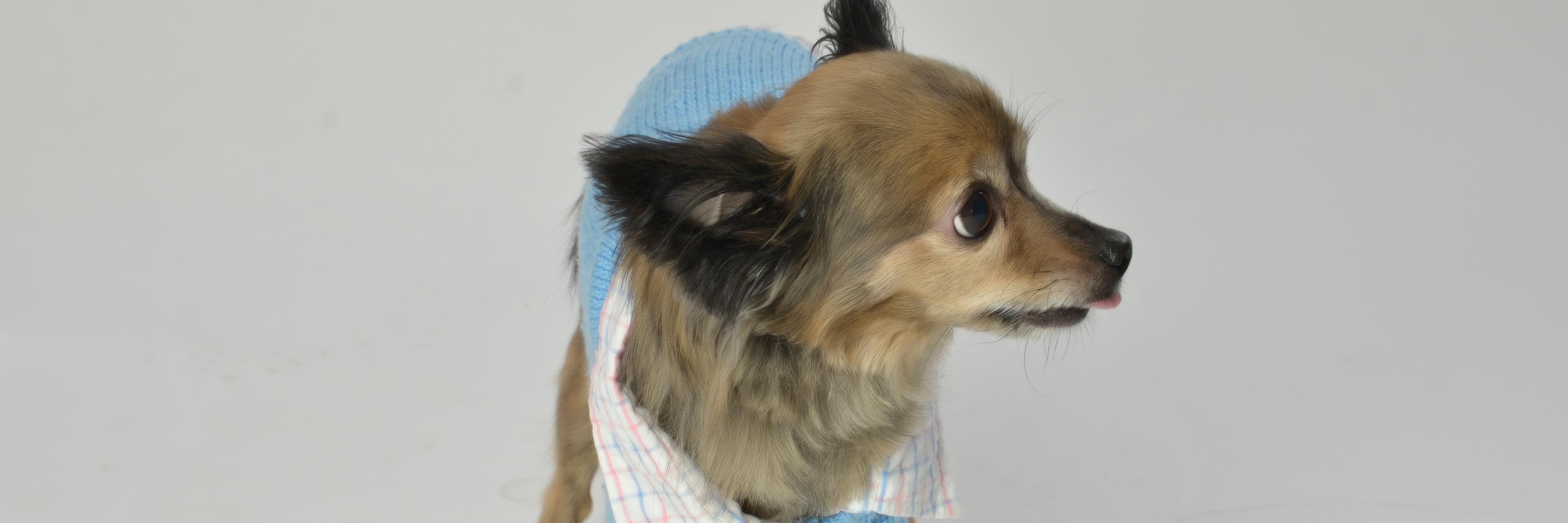 Timmy_Dog's profile banner image