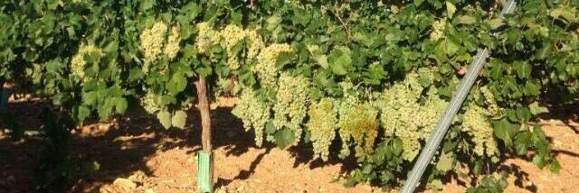 José Carlos El Bocon banner