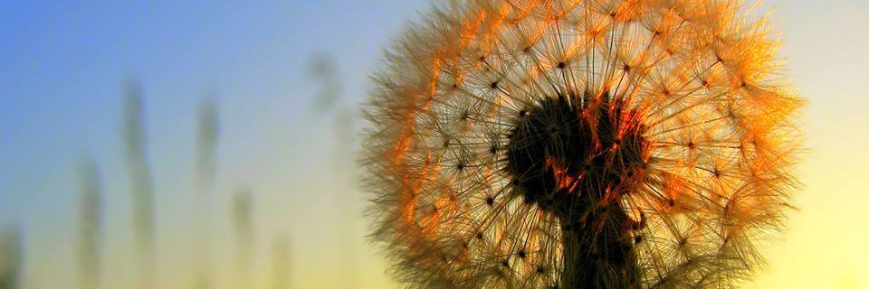 Semillas de Vida banner