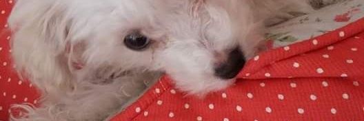 laubonatto's profile banner image