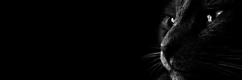 rayanoh's profile banner image