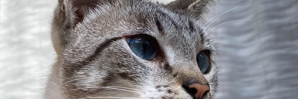 wallacebrodt's profile banner image