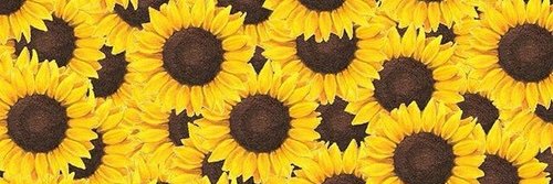 sofia_queila's profile banner image