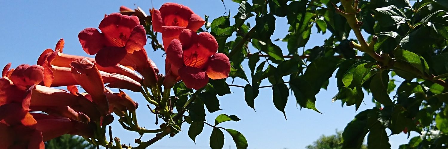 IrisRdgz's profile banner image