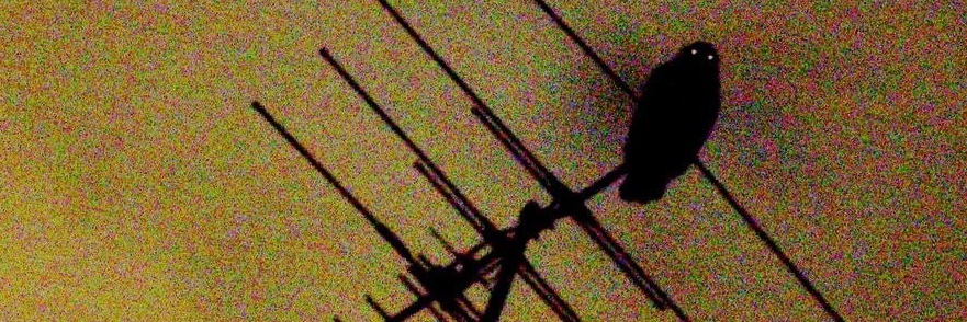 🦷𝐛𝐞𝐚𝐫🦷🦷 banner