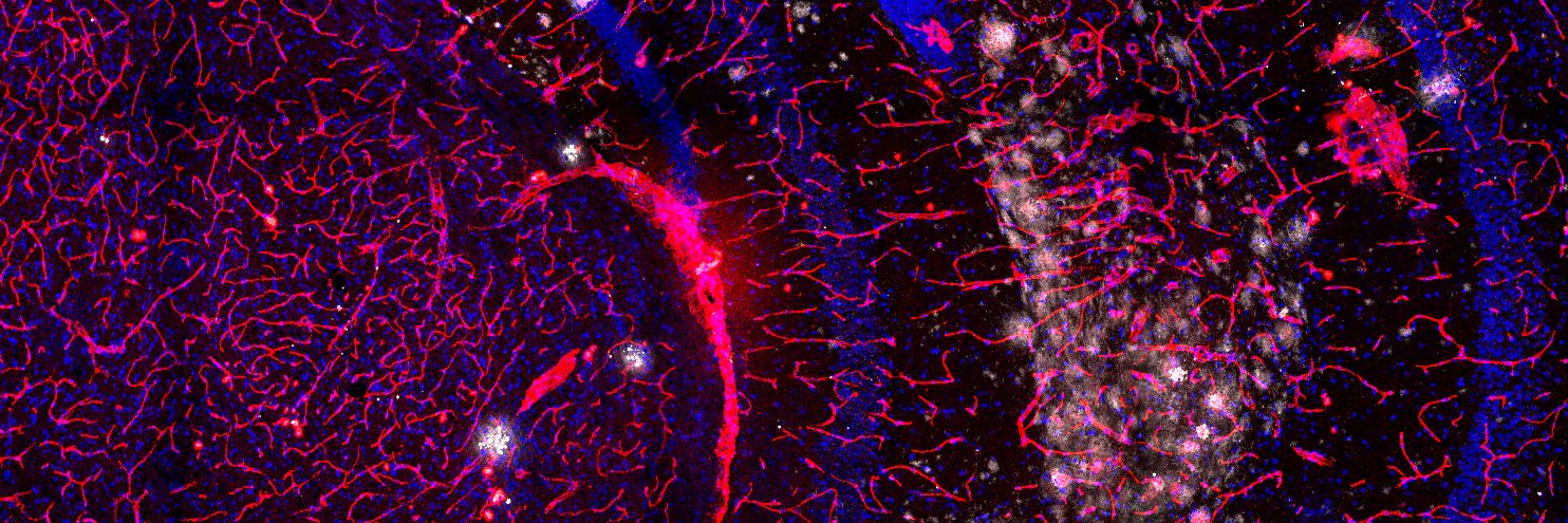 Centenary Institute banner