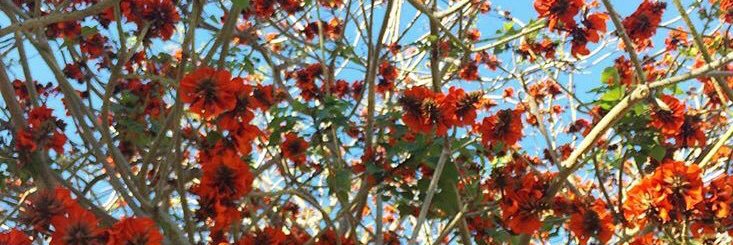 TraciLogan's profile banner image