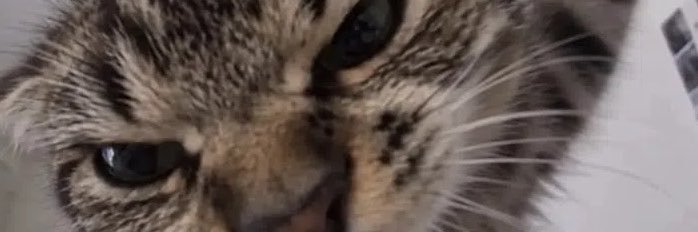 ElsaBeanfuck's profile banner image