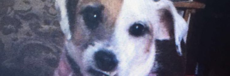 LindsayFirko's profile banner image