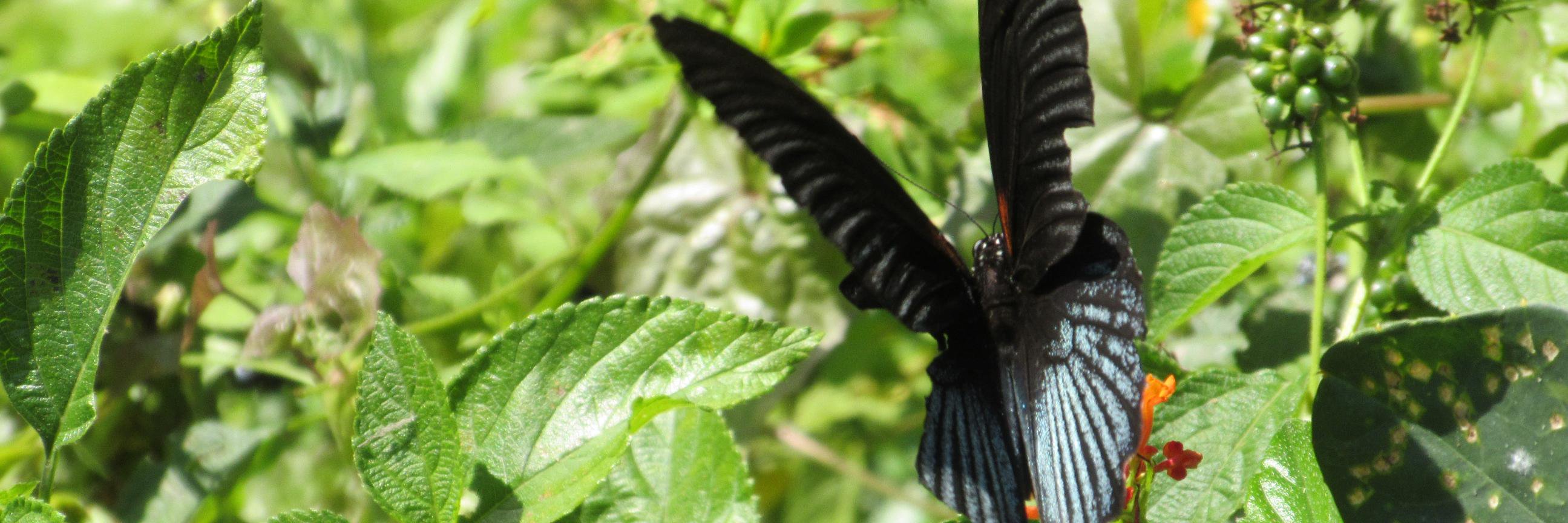 DJ Fragile Toolchains - bane of insipid prose banner