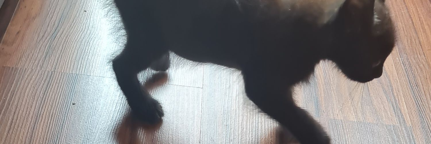 wialli80's profile banner image