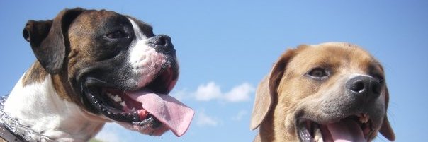 PJintheMileHigh's profile banner image