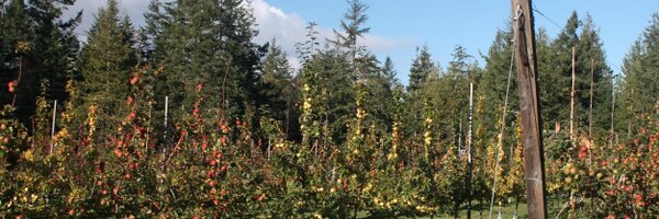 AlpenfireCider Profile Banner