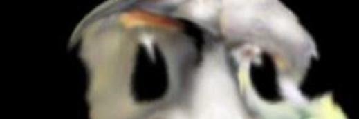 Perra Fagerli banner