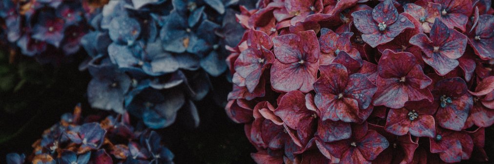 blueberrymags's profile banner image