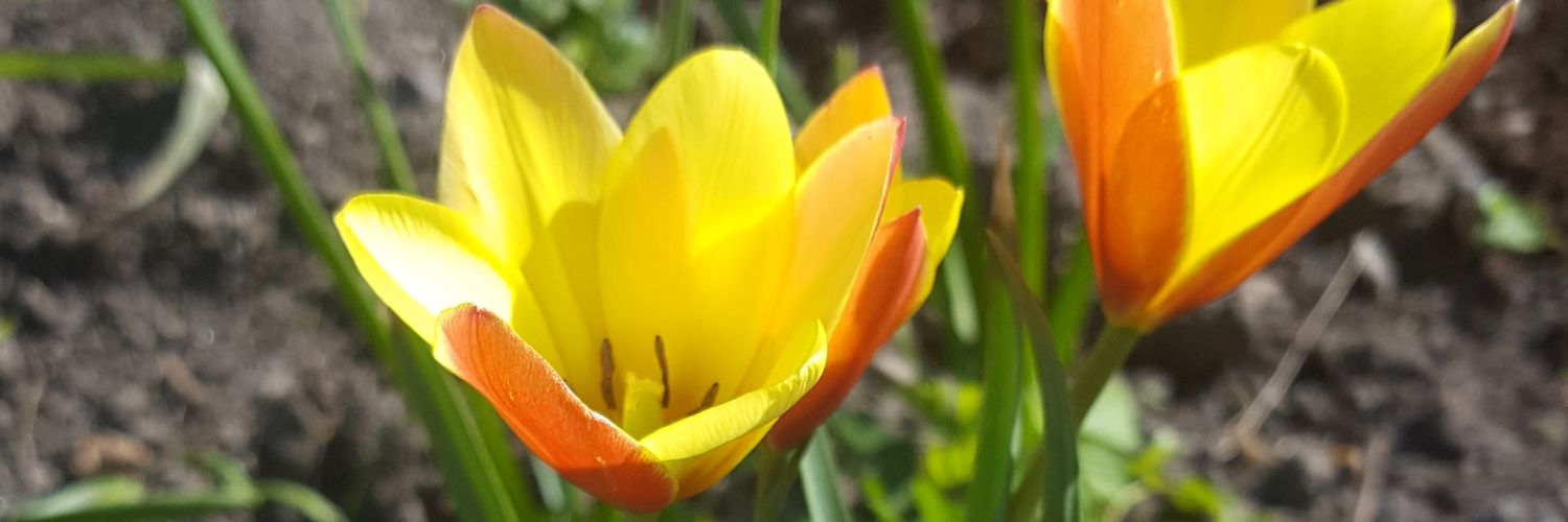 iliffeharris's profile banner image
