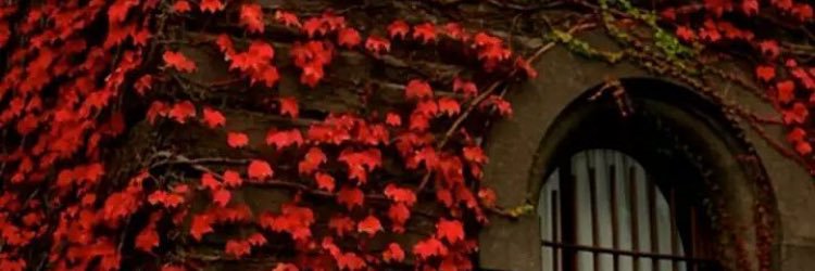 basaltunbek's profile banner image
