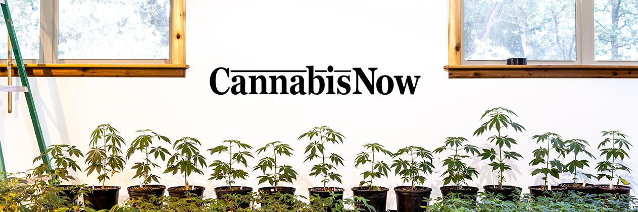 CannabisNow's profile banner image