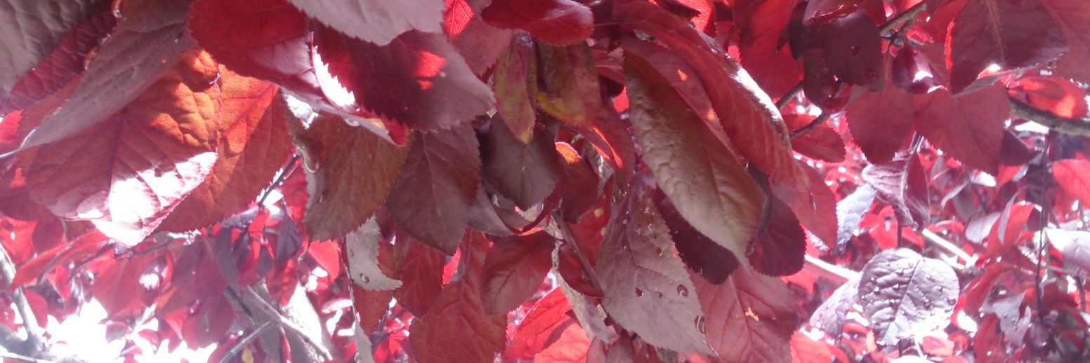 catninjama's profile banner image