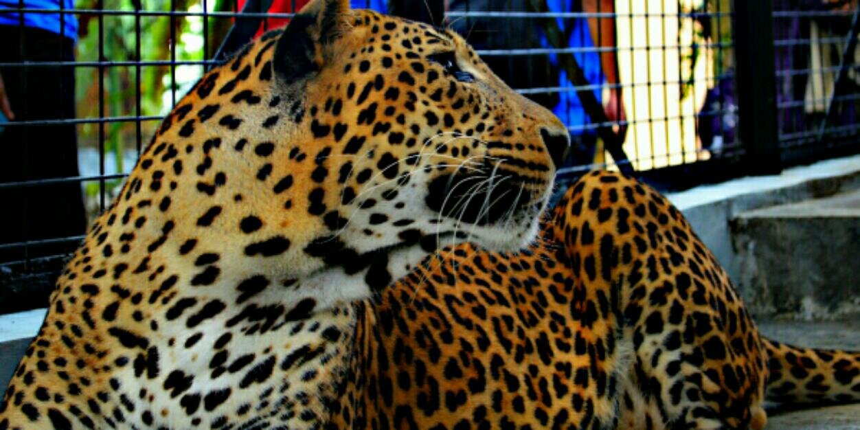 lalanurir's profile banner image