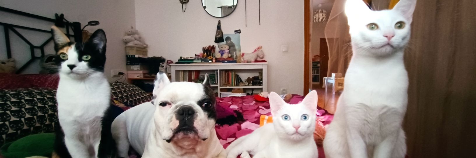 ♚Superficial Queen ⁽ᵀᵃʸˡᵒʳ'ˢ ᵛᵉʳˢᶦᵒⁿ⁾ ♚ banner