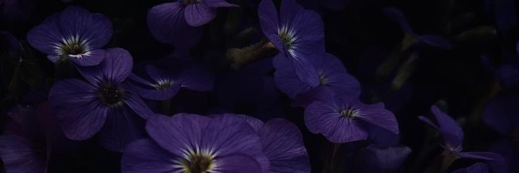 dnd_goddess's profile banner image