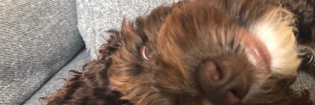 Lucy Staniforth banner